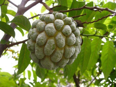 Bakuchi Custard Apple Plant(Hybrid, Pack of 1)