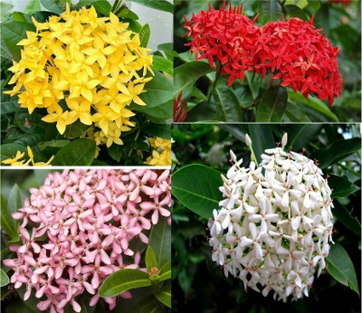 The Entacloo Ixora Plant(Hybrid, Pack of 1)