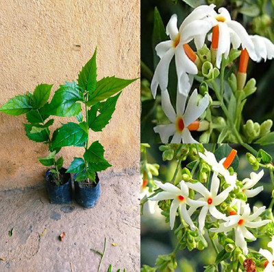 jkfarm Night Jasmine, Shiuli Flower Seed(20 per packet)