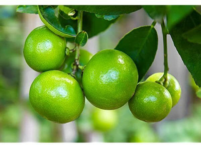 ABEFARIYA Lemon Plant(Hybrid, Pack of 1)