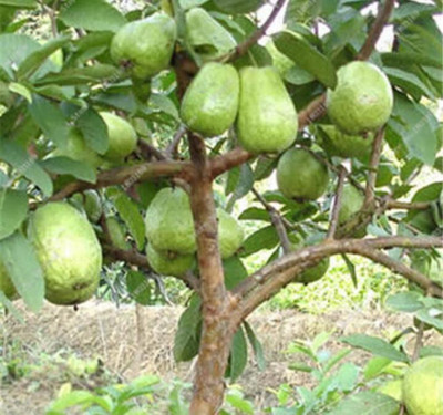 Bakuchi Guava Plant(Hybrid, Pack of 1)
