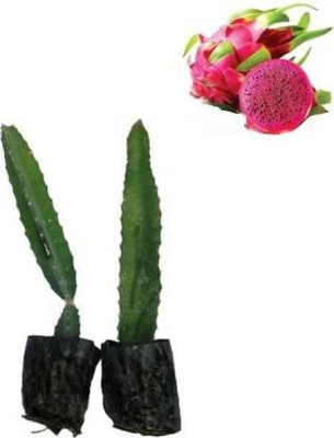 Agacha Dragon Tree(Hybrid, Pack of 1)