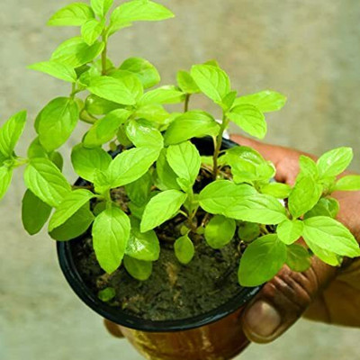 ABEFARIYA Tulsi Plant(Hybrid, Pack of 1)