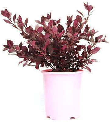 Bakuchi Stromanthe Triostar Plant(Hybrid, Pack of 1)