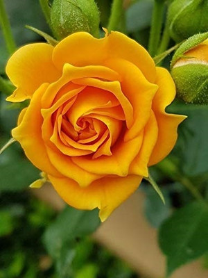 greenhousestore Rose Plant(Hybrid, Pack of 1)