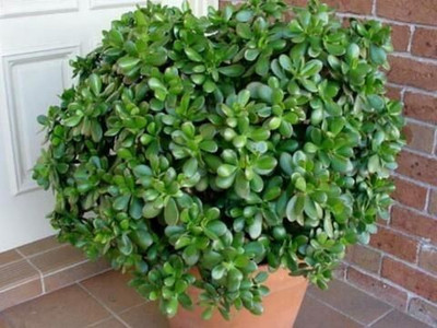 PB honey priya plant Jade Plant(Hybrid, Pack of 1)