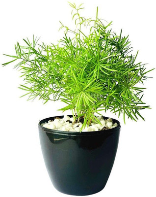 Bakuchi Shatvari Plant(Hybrid, Pack of 1)