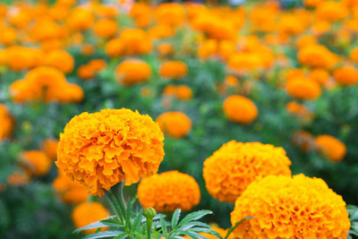 PlantaZee marigold/gende ka phool flower seeds Seed(75 per packet)