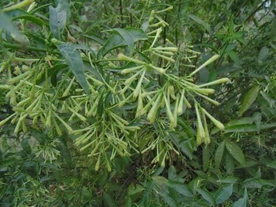 MAMONI TRADERS Night Bloom Jasmine Plant(Hybrid, Pack of 1)