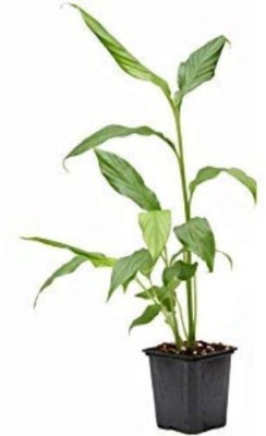 GreensFord Elaichi/Cardamom Plant(Hybrid, Pack of 1)