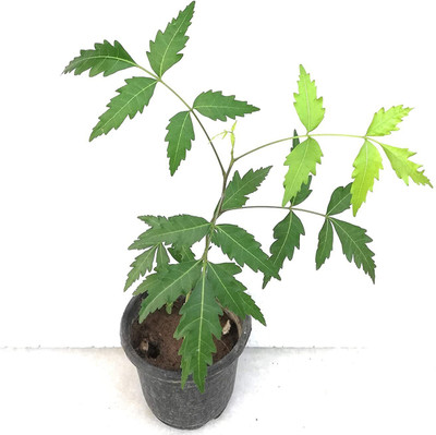 Cloud Farm Neem Plant(Hybrid, Pack of 1)