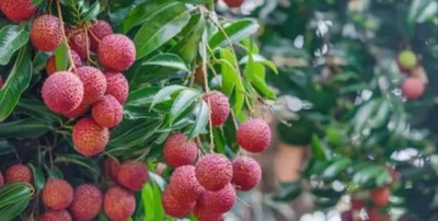 thai lichi Litchi Plant(Hybrid, Pack of 1)