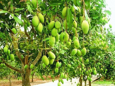 APOSOLUARD Mango Plant(Hybrid, Pack of 1)