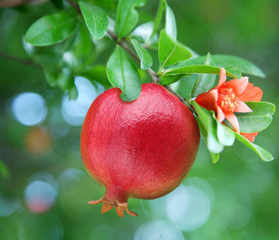 XOLDA Promegranate Anaar Fruit Seed(50 per packet)