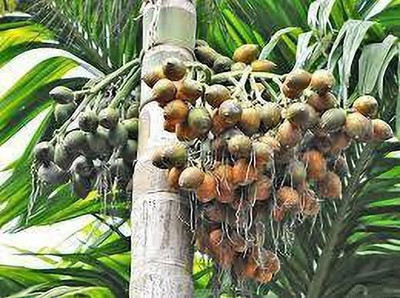 Yashiv Betel Nut/Supari Plant(Hybrid, Pack of 1)