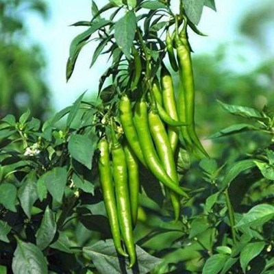 NRDhub Mirch/Chilli Plant(Pack of 1)