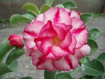 greenhousestore Adenium Plant(Hybrid, Pack of 1)