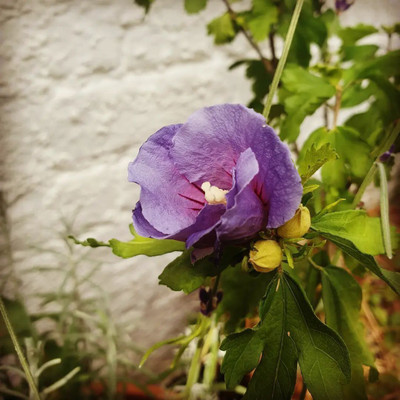 Bakuchi Hibiscus Plant(Hybrid, Pack of 1)