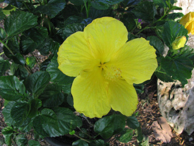 SBGARDEN Hibiscus Plant(Hybrid, Pack of 1)