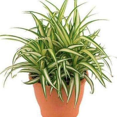 Bakuchi Spider Plant(Hybrid, Pack of 1)