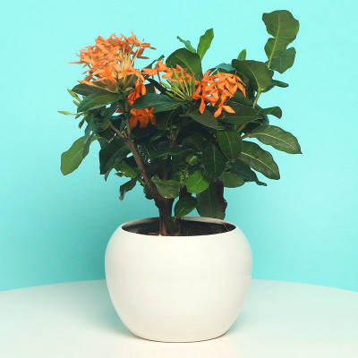 Earth Angels Trothic Ixora/Chethi Plant(Hybrid, Pack of 1)