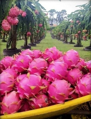 rimi Dragon Tree(Hybrid, Pack of 1)