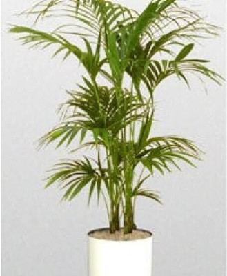 Bakuchi Areca Palm(Hybrid, Pack of 1)