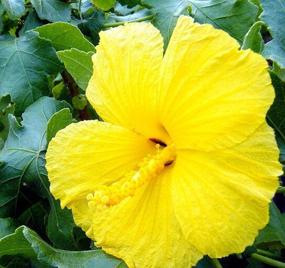 PB honey priya plant Hibiscus Plant(Hybrid, Pack of 1)
