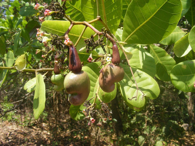 Bakuchi Cashew Apple Plant(Hybrid, Pack of 1)