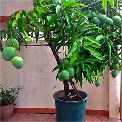 greenhousestore Mango Plant(Hybrid, Pack of 1)