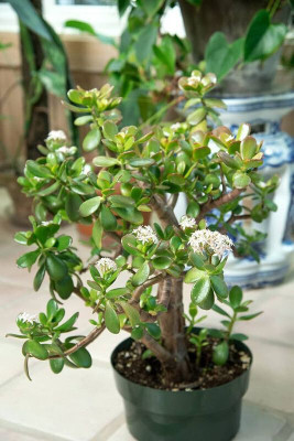 Yashiv Jade Plant(Hybrid, Pack of 1)