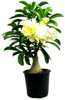 Aquinnah Adenium Plant(Hybrid, Pack of 1)