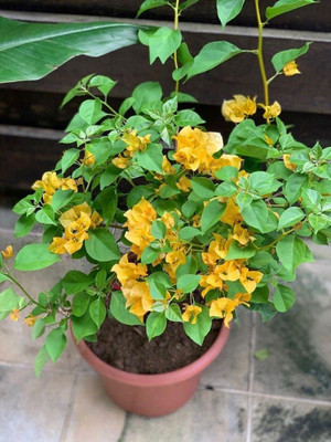 Bakuchi Baugainvillea Plant(Hybrid, Pack of 1)