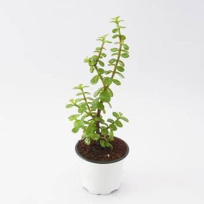 Bakuchi Jade Plant(Hybrid, Pack of 1)