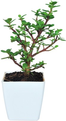 Cloud Farm Jade Plant(Hybrid, Pack of 1)