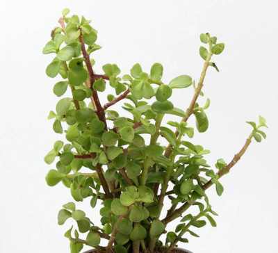 the green dotcom Jade Plant(Hybrid, Pack of 1)