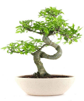 Bakuchi Ficus Bonsai Plant(Hybrid, Pack of 1)