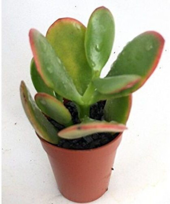 PB honey priya plant Jade Plant(Hybrid, Pack of 1)