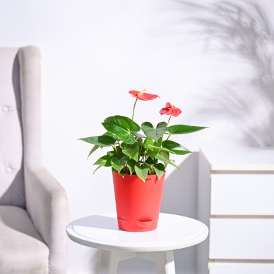 UGAOO Anthurium Plant(Pack of 1)