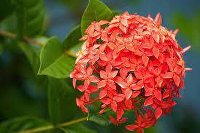 SKDIYA Ixora Plant(Hybrid, Pack of 1)