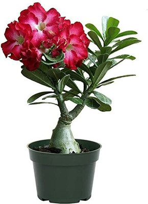 Oxygreenplant Adenium Plant(Hybrid, Pack of 1)