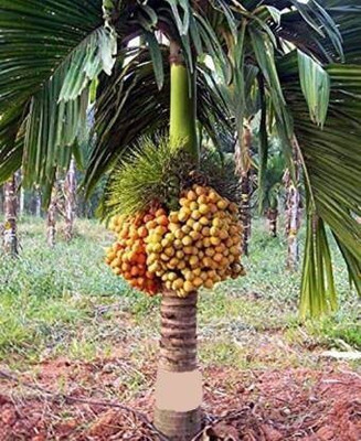 Platone Betel Nut/Supari Plant(Hybrid, Pack of 1)
