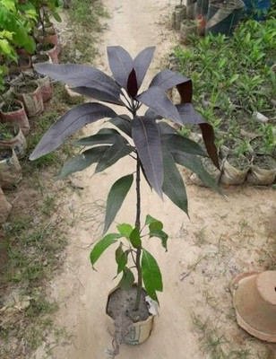 Aquinnah Mango Plant(Hybrid, Pack of 1)
