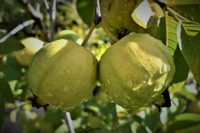 LeafLinkPlants Guava Plant(Hybrid, Pack of 1)