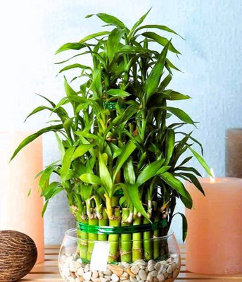 PETALFLEUR Two Layer Bamboo Plant(Hybrid, Pack of 1)