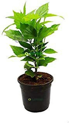 SBGARDEN Parijat/Harsingar Plant(Hybrid, Pack of 1)