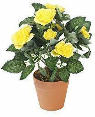 Bakuchi Rose Plant(Hybrid, Pack of 1)