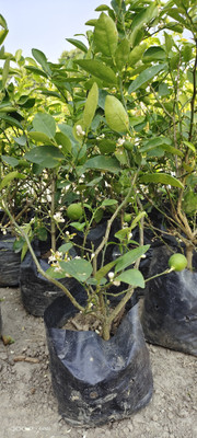 greenhousestore Lemon Plant(Hybrid, Pack of 3)