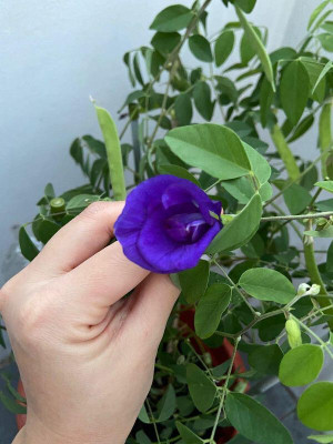 Bakuchi Aparajita/ Butterfly Pea Plant(Hybrid, Pack of 1)