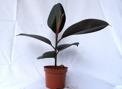 Aquinnah Rubber Tree(Hybrid, Pack of 1)